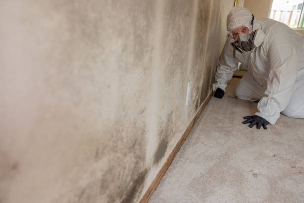 Best Mold Remediation for Rental Properties  in Hartshorne, OK